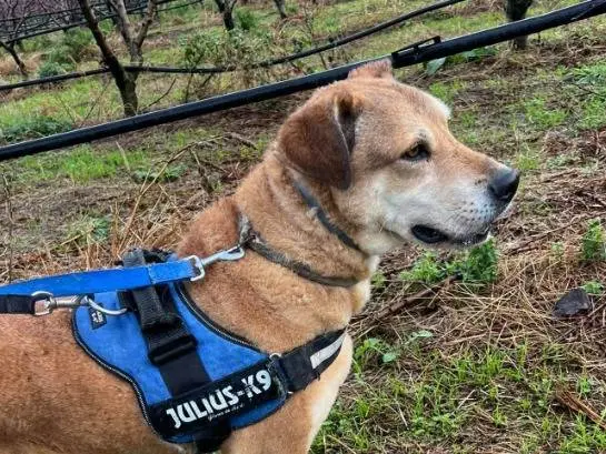 Adozione cane, maschio, Razza sconosciuta Razza sconosciuta, 8 anni e 9 mesi, taglia piccola, Napoli