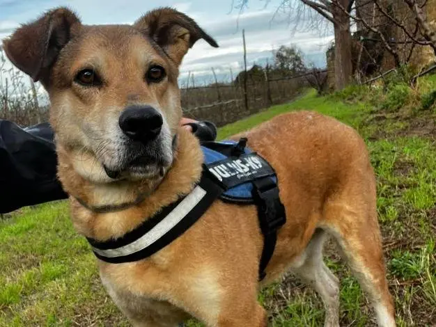 Adotta un cane, maschio, 8 anni e 9 mesi, Napoli
