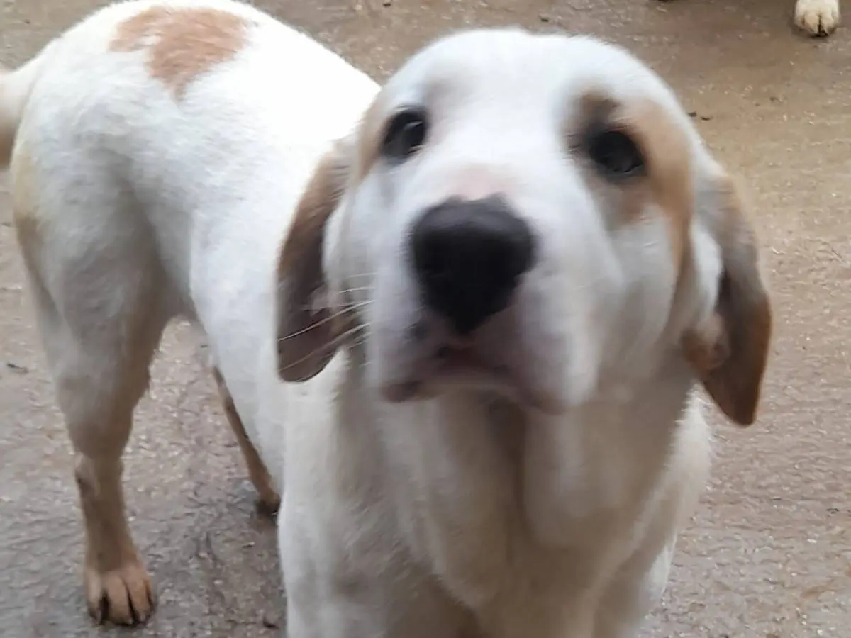 Adotta un cane, taglia grande, maschio, Cremona