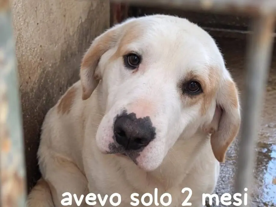 Adozione cane, maschio, Razza sconosciuta Razza sconosciuta, 5 anni e 1 mese, taglia grande, Cremona