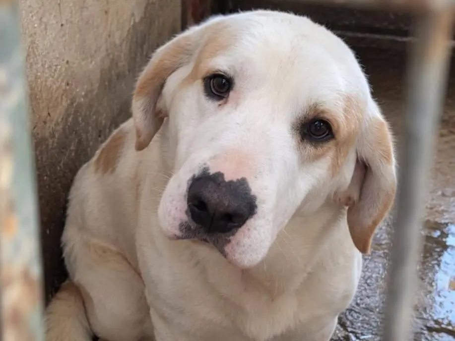 Adotta un cane, maschio, 5 anni e 1 mese, Cremona
