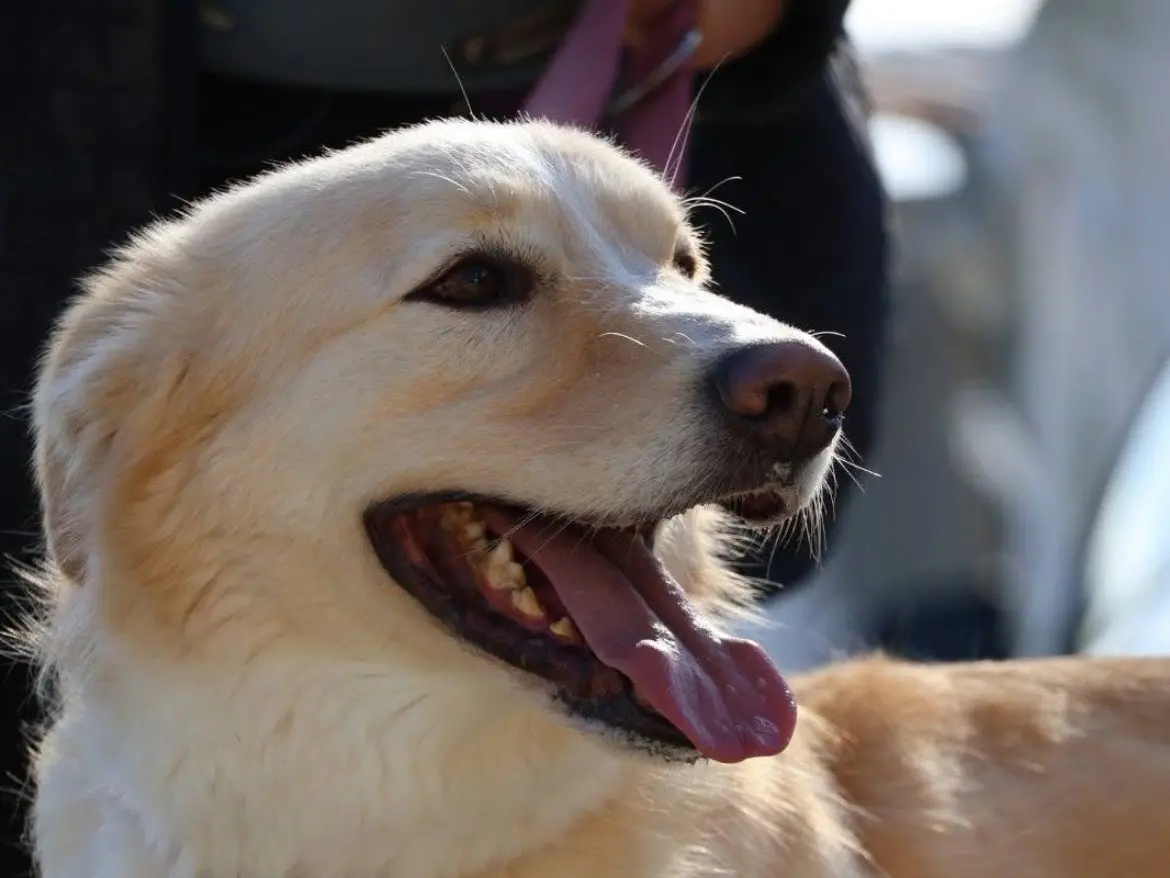 Adozione cane, maschio, Pastore maremmano Golden Retriever, 4 anni e 9 mesi, taglia grande, Caserta