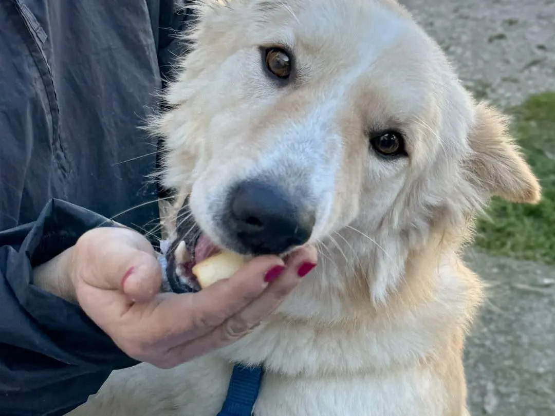 Adotta un cane, maschio, 4 anni e 9 mesi, Caserta