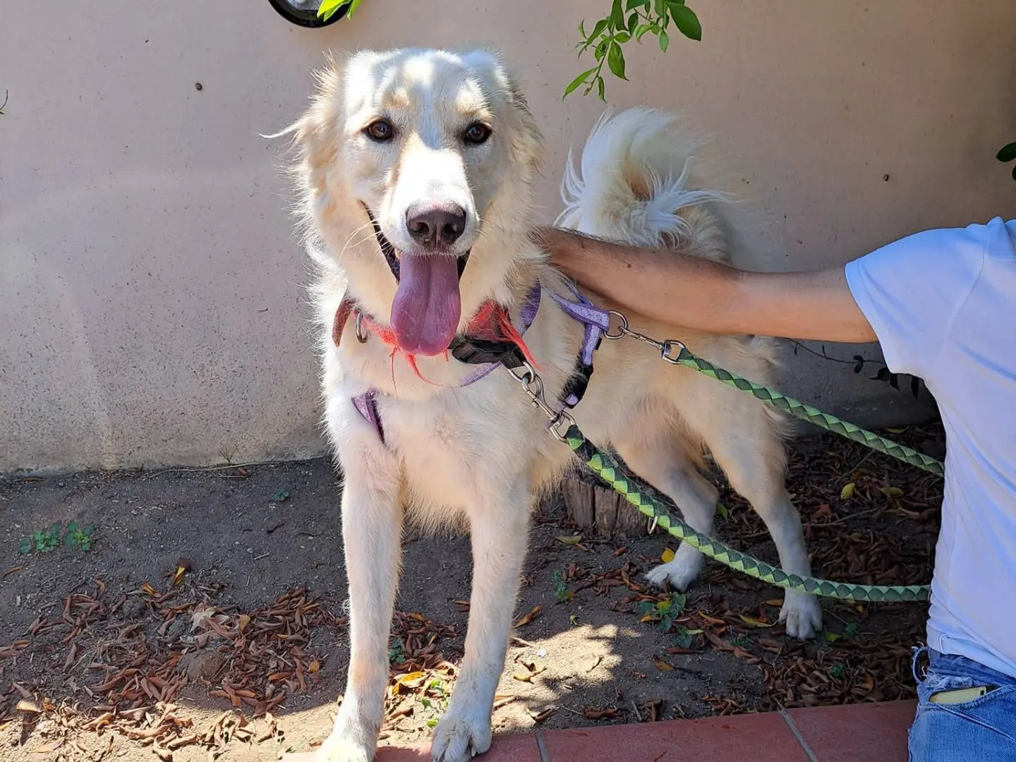 Adotta un cane, taglia grande, maschio, Caserta