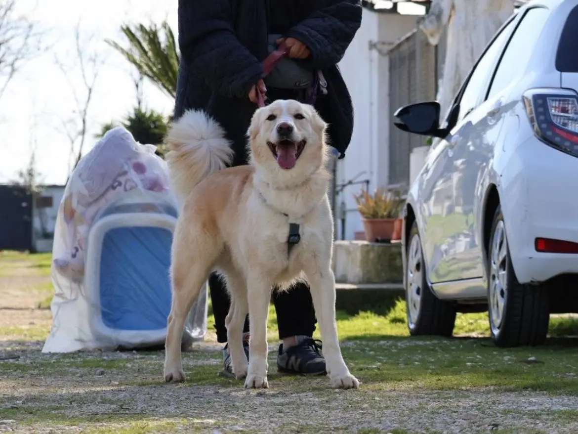 Adotta il cane LEO a Caserta