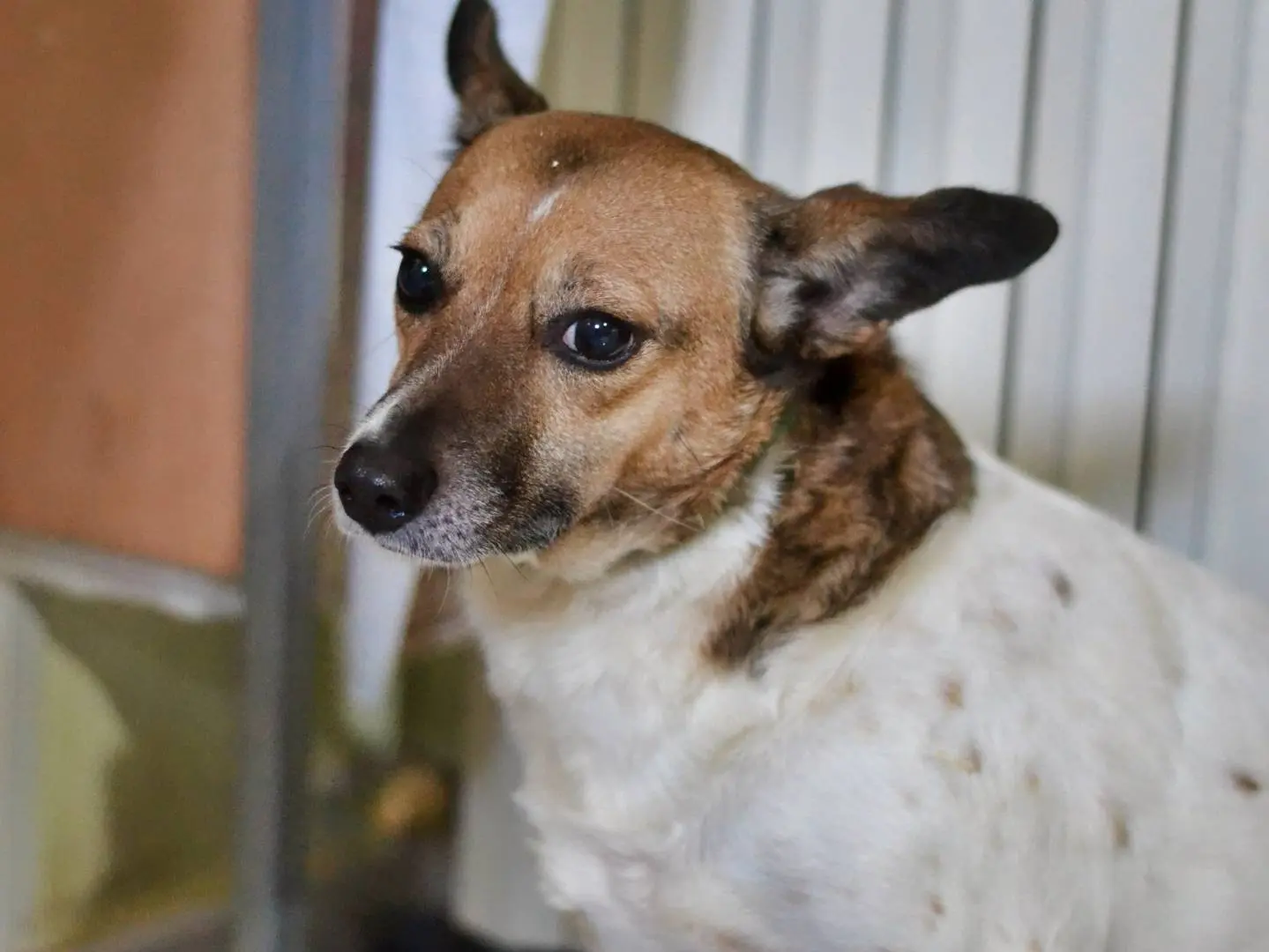 Adotta un cane, femmina, 5 anni e 10 mesi, Benevento