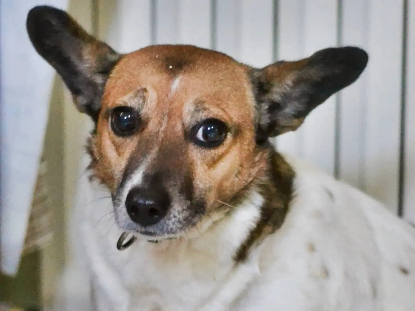 Adozione cane, femmina, Razza sconosciuta Razza sconosciuta, 5 anni e 10 mesi, taglia piccola, Benevento
