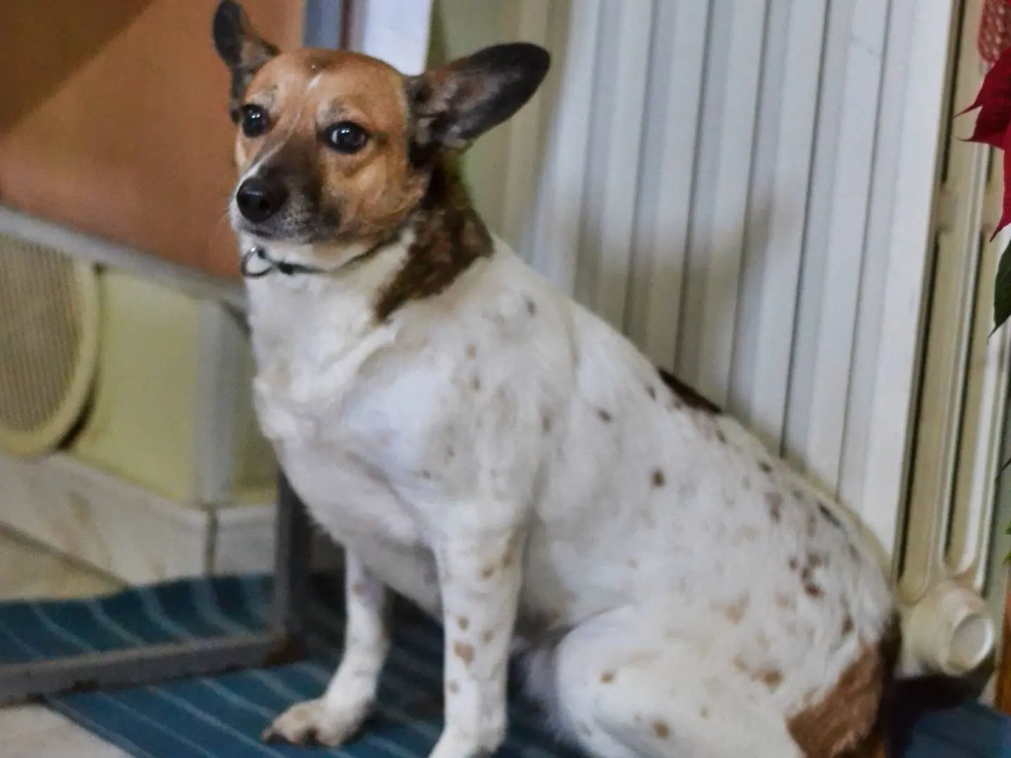 Adotta un cane, taglia piccola, femmina, Benevento