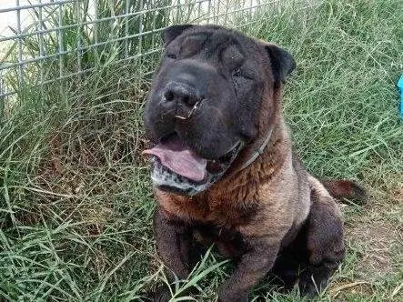 Vuoi adottare un cane a Latina?