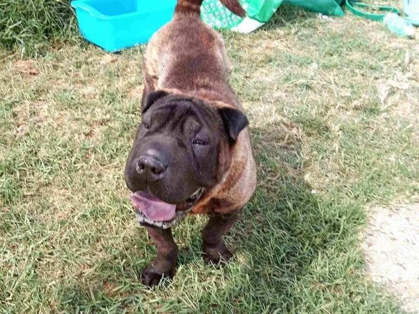 Adozione cane, femmina, Shar Pei, 2 anni e 11 mesi, taglia media, Latina