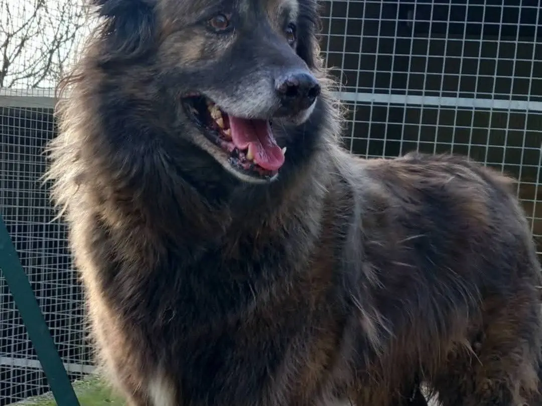 Adozione cane, maschio, Pastore australiano Razza sconosciuta, 7 anni e 3 mesi, taglia grande, Terni