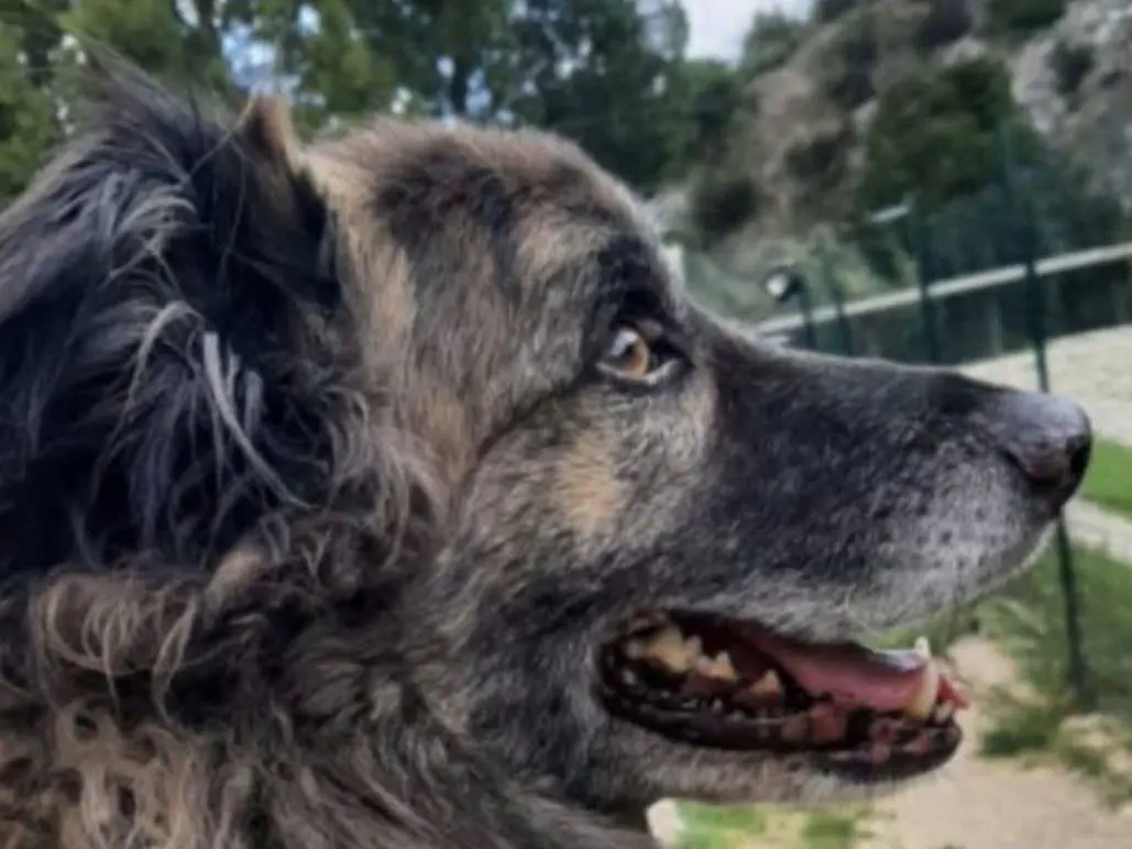 Adotta un cane, maschio, 7 anni e 3 mesi, Terni
