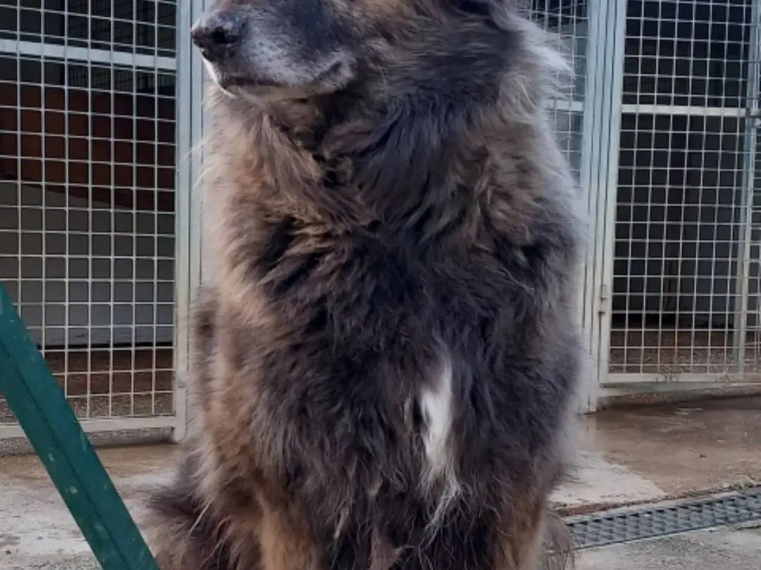 Adotta un cane, taglia grande, maschio, Terni