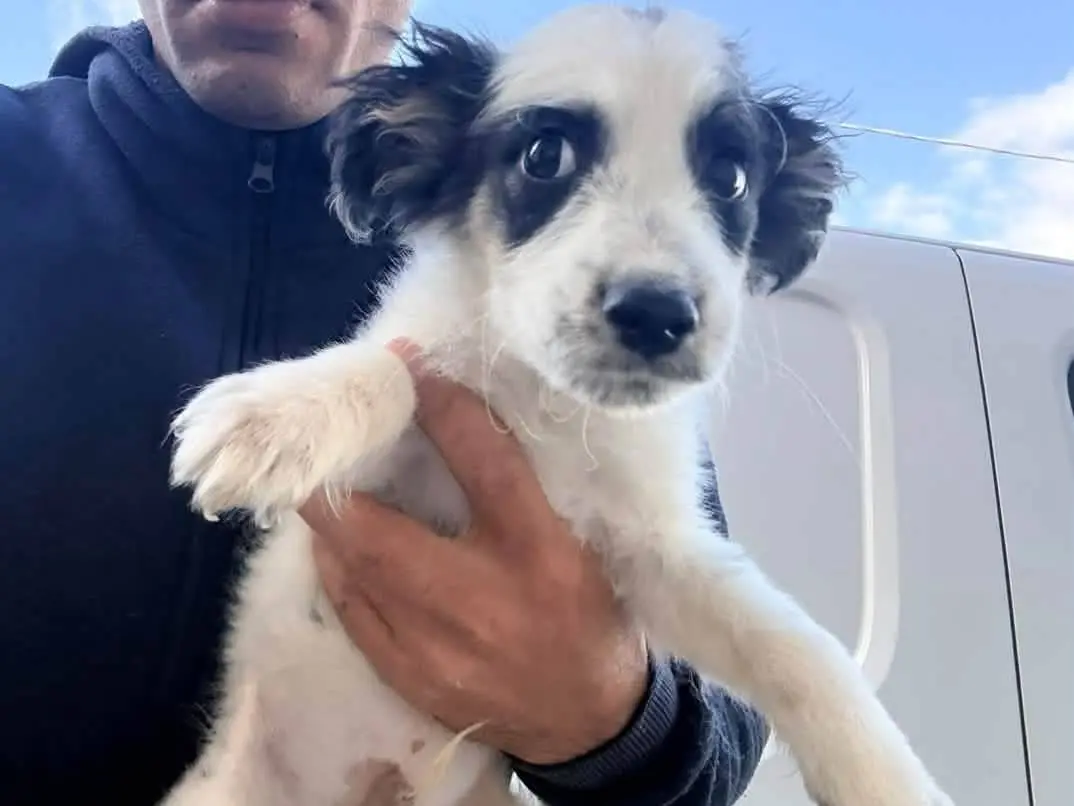 Adozione cane, maschio, Razza sconosciuta Razza sconosciuta, 2 mesi, taglia media contenuta, Milano