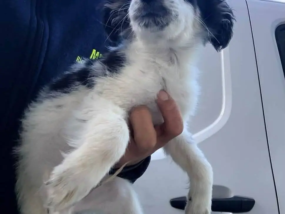 Adotta un cane, maschio, 2 mesi, Milano