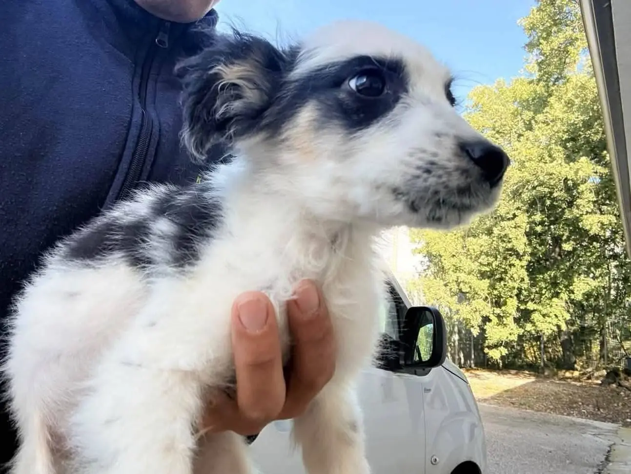 Adotta un cane, taglia media contenuta, maschio, Milano