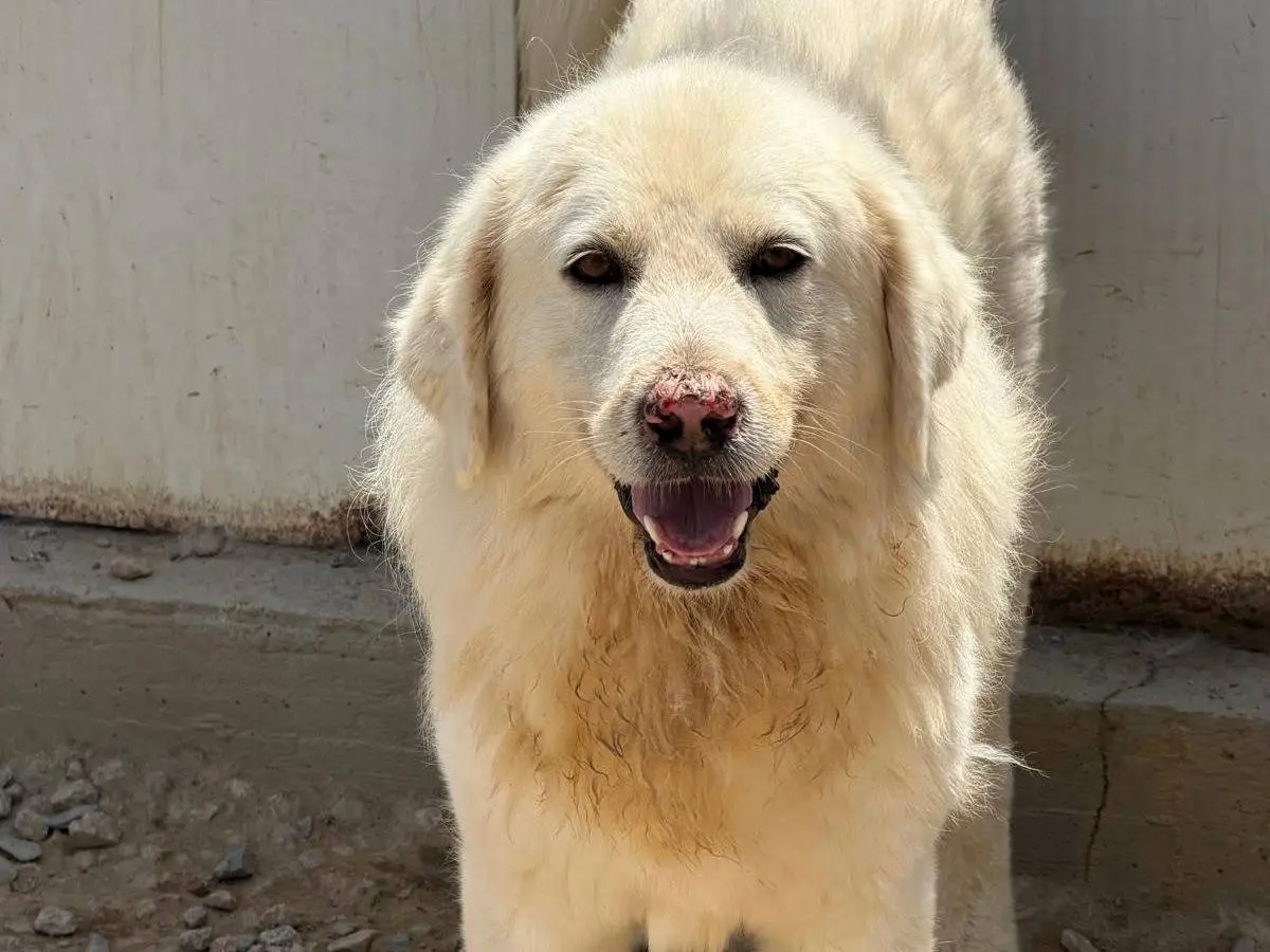Adotta un cane, maschio, 5 anni e 8 mesi, Sassari