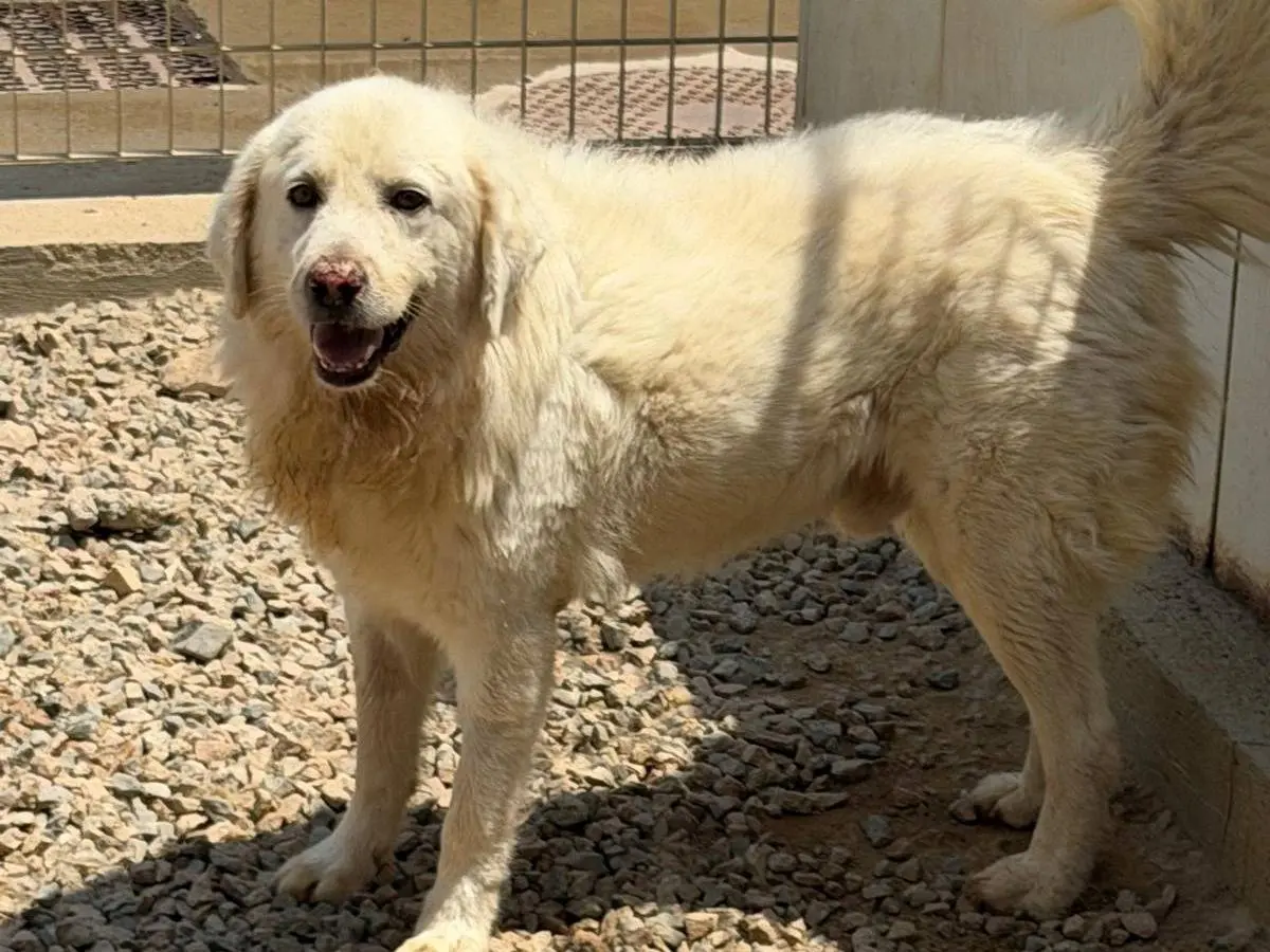Adozione cane, maschio, Razza sconosciuta Razza sconosciuta, 5 anni e 8 mesi, taglia grande, Sassari
