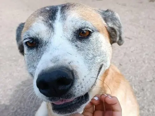 Vuoi adottare un cane a Roma?