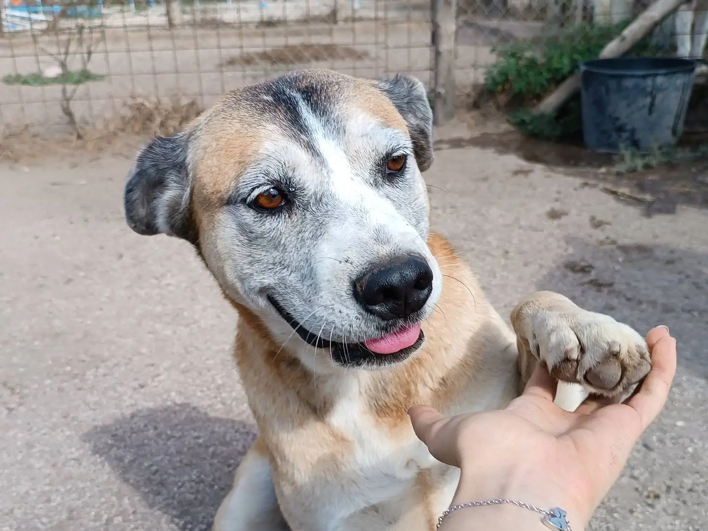Adozione cane, femmina, meticcio, 13 anni e 5 mesi, taglia grande, Roma