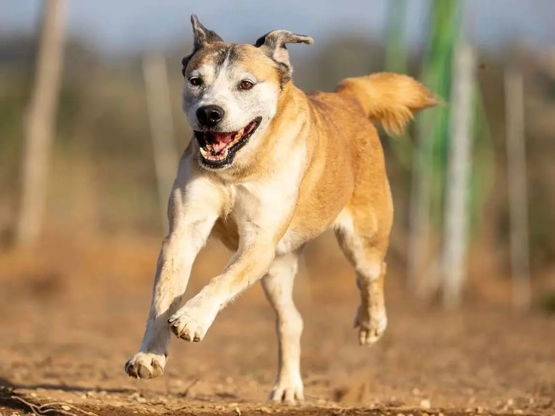 Adotta un cane, femmina, 13 anni e 5 mesi, Roma