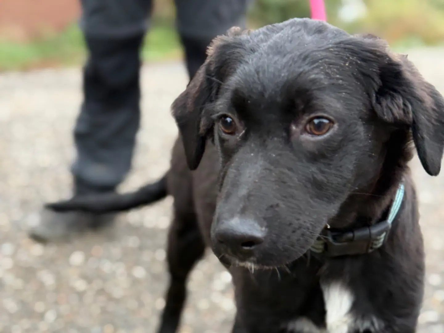 Adotta un cane, maschio, 5 mesi, Milano