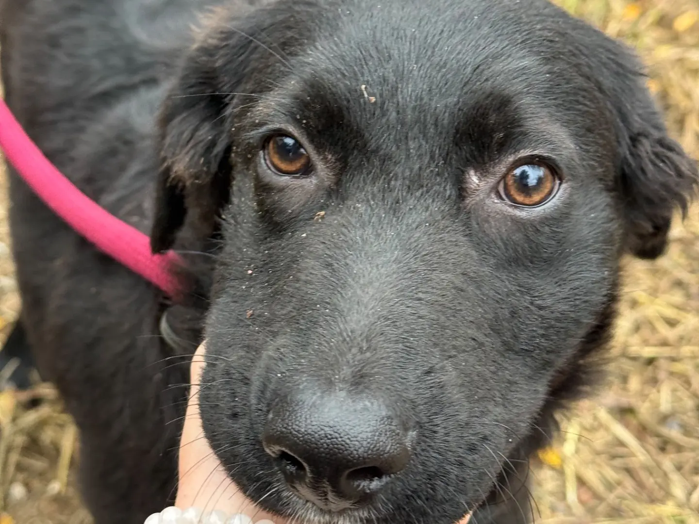 Adotta il cane Patè a Milano