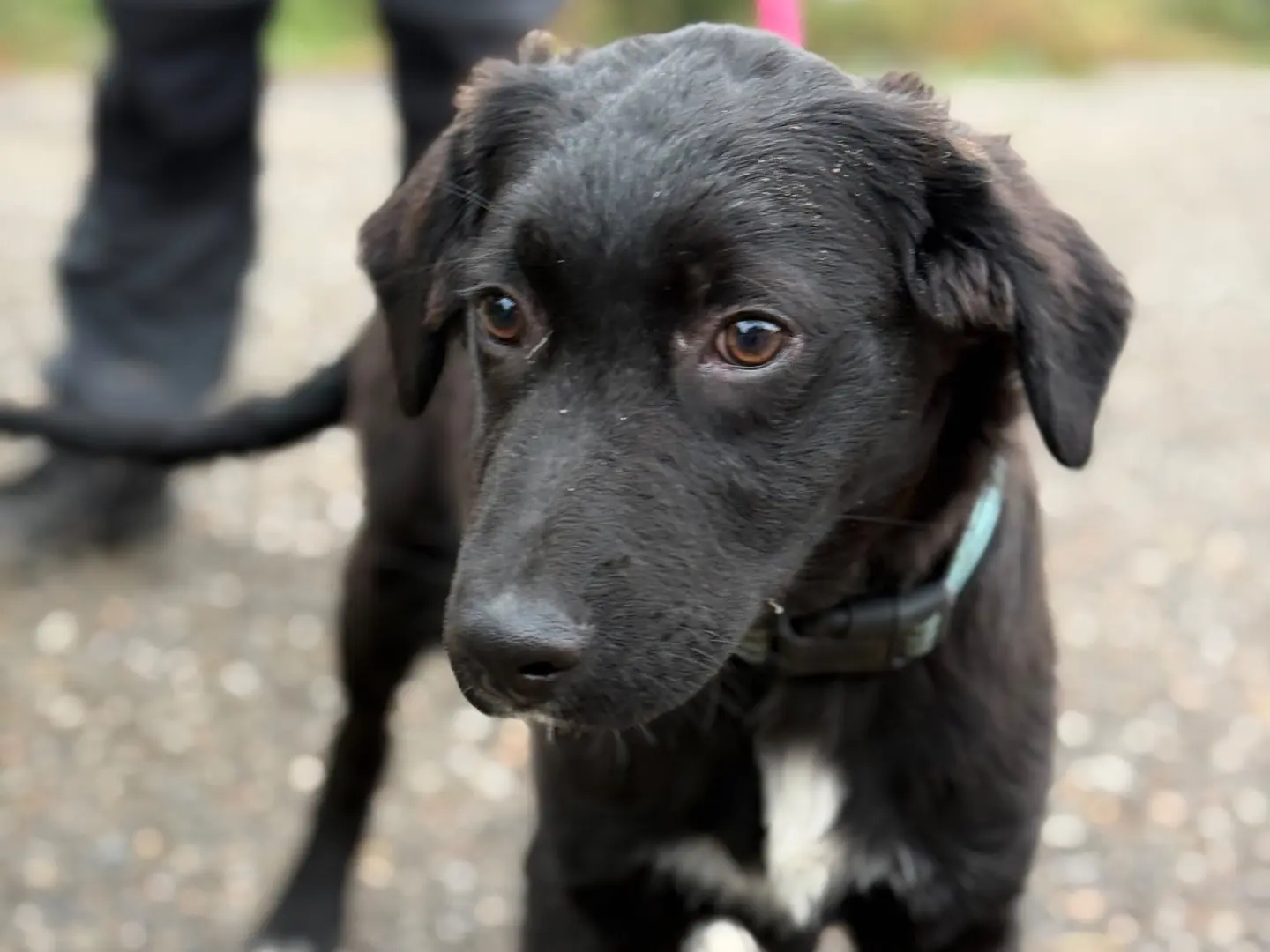 Adotta un cane, taglia grande, maschio, Milano