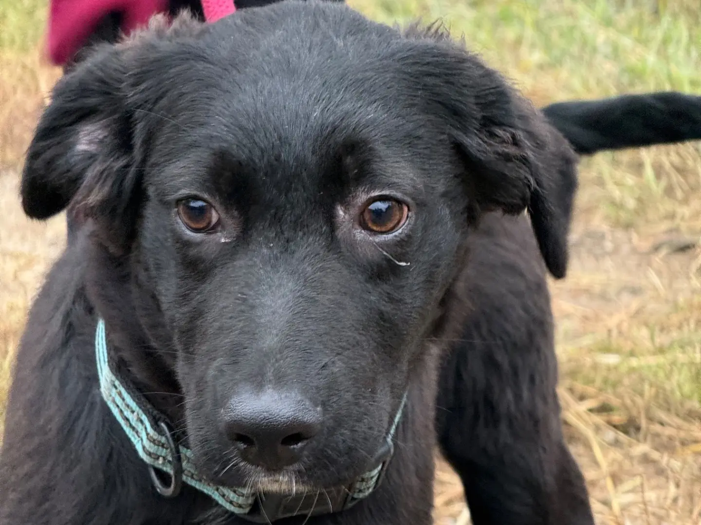 Adozione cane, maschio, Razza sconosciuta Razza sconosciuta, 5 mesi, taglia grande, Milano