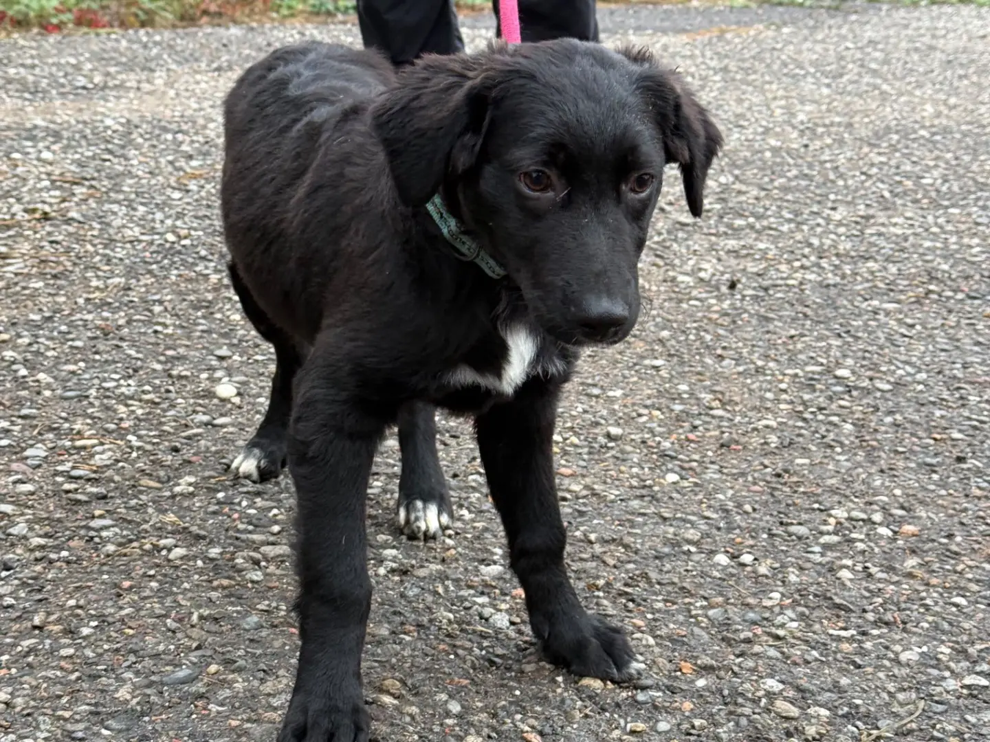 Vuoi adottare un cane a Milano?