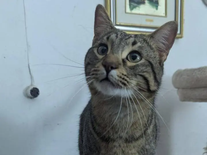 Adotta un gatto, maschio, 1 anno e 5 mesi, Teramo
