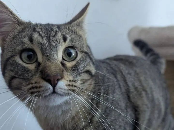 Adozione gatto, maschio, Razza sconosciuta Razza sconosciuta, 1 anno e 5 mesi, taglia non valida, Teramo