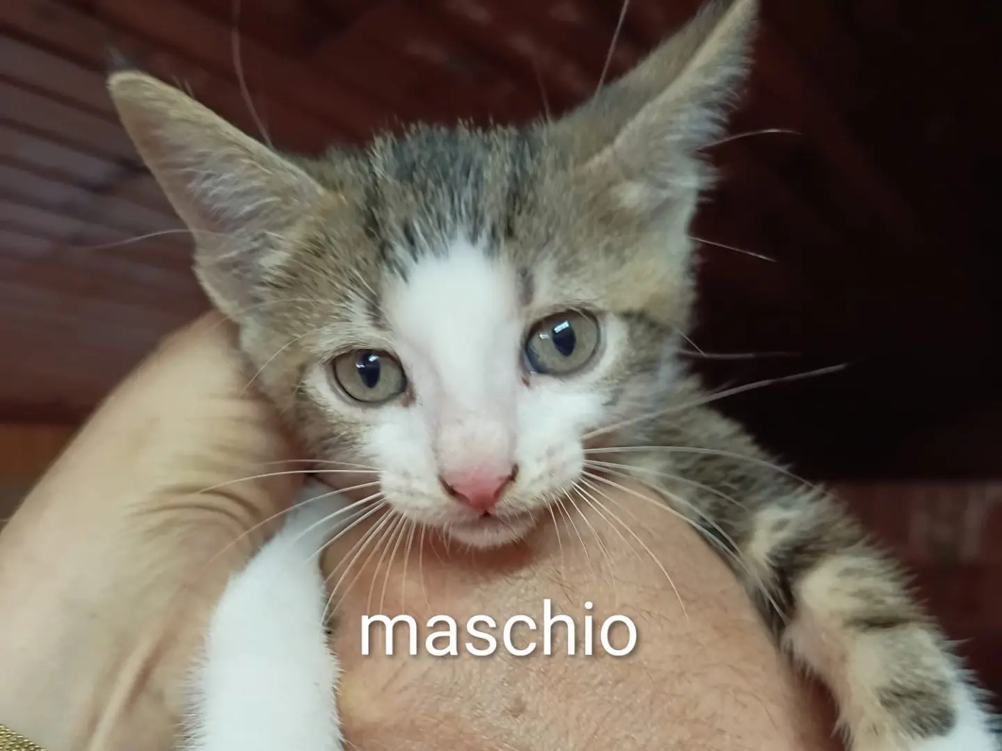 Adozione gatto, maschio, Razza sconosciuta Razza sconosciuta, 3 mesi, taglia non valida, Vibo