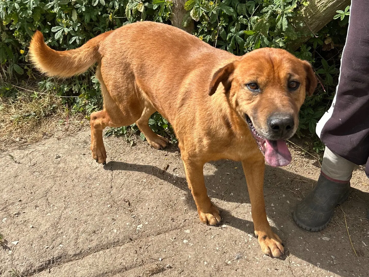 Adotta un cane, maschio, 6 anni e 5 mesi, Latina