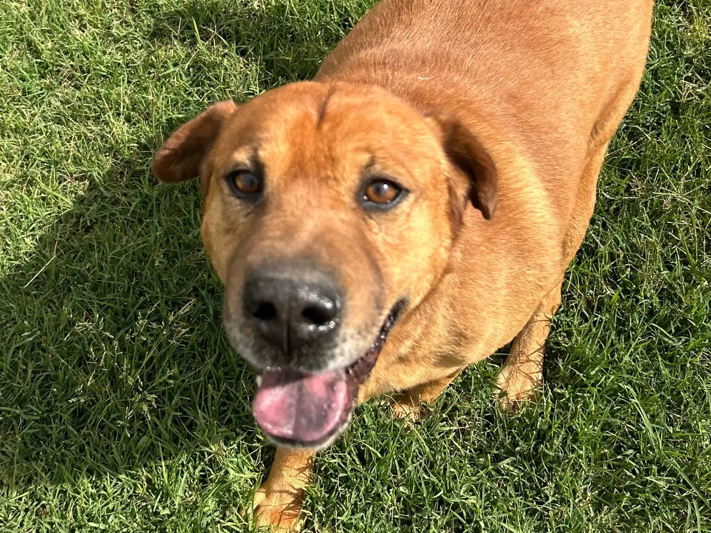 Adotta un cane, taglia media, maschio, Latina