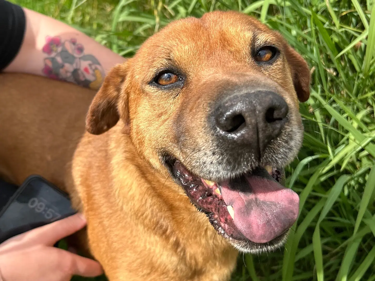 Adozione cane, maschio, Shar Pei Razza sconosciuta, 6 anni e 5 mesi, taglia media, Latina