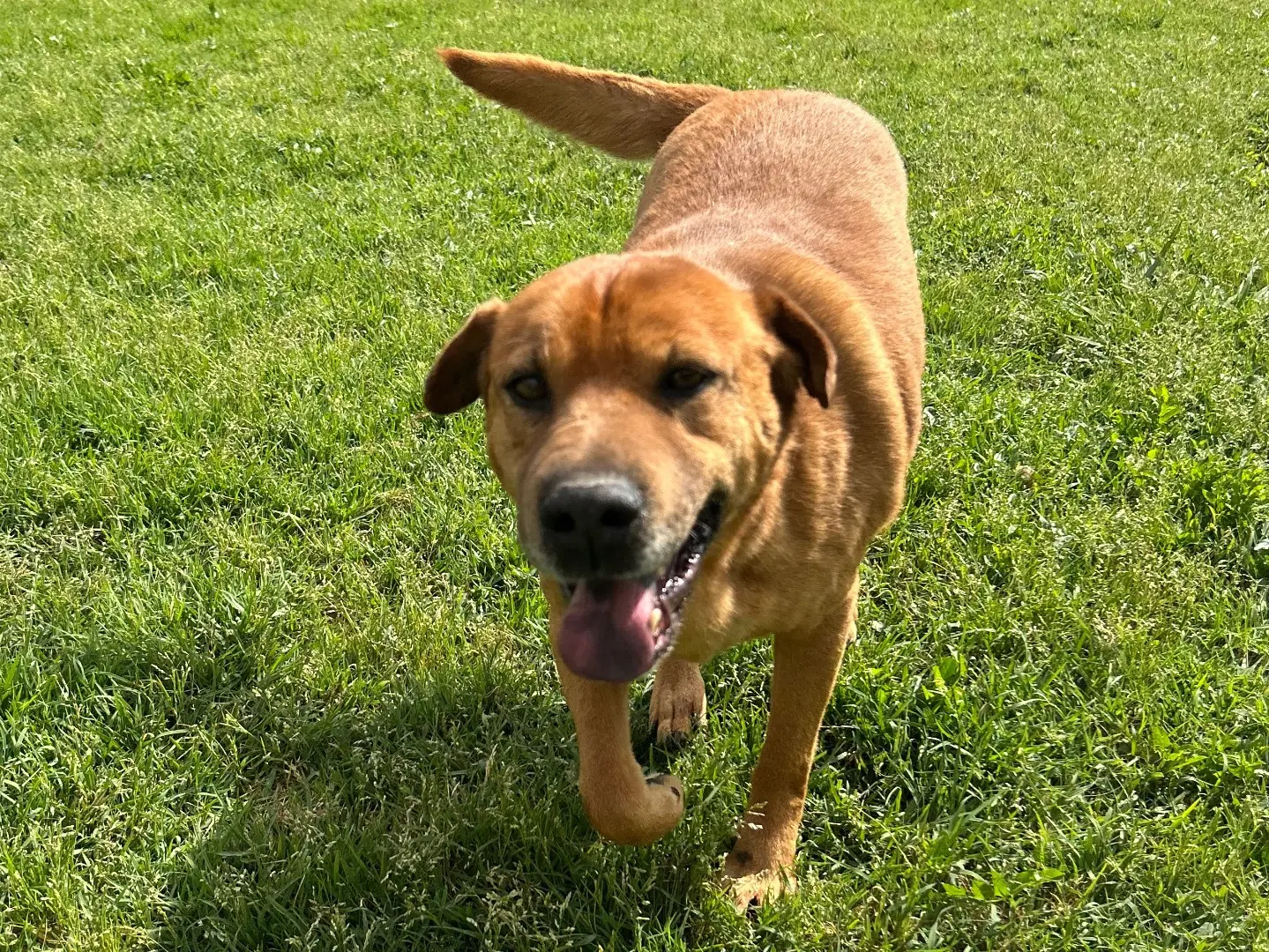 Adotta il cane Orazio a Latina