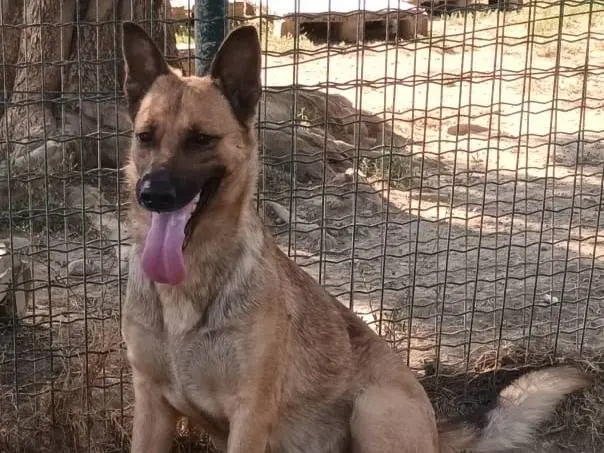 Vuoi adottare un cane a Milano?