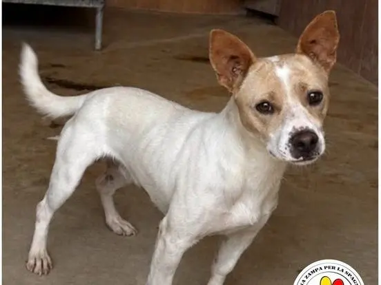 Adozione cane, maschio, Jack Russell Terrier Razza sconosciuta, 1 anno e 3 mesi, taglia piccola, Milano