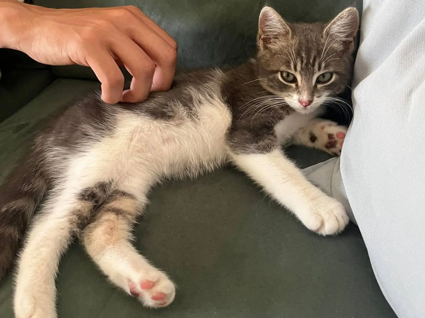 Adozione gatto, maschio, Razza sconosciuta Razza sconosciuta, 1 anno e 2 mesi, taglia non valida, Salerno