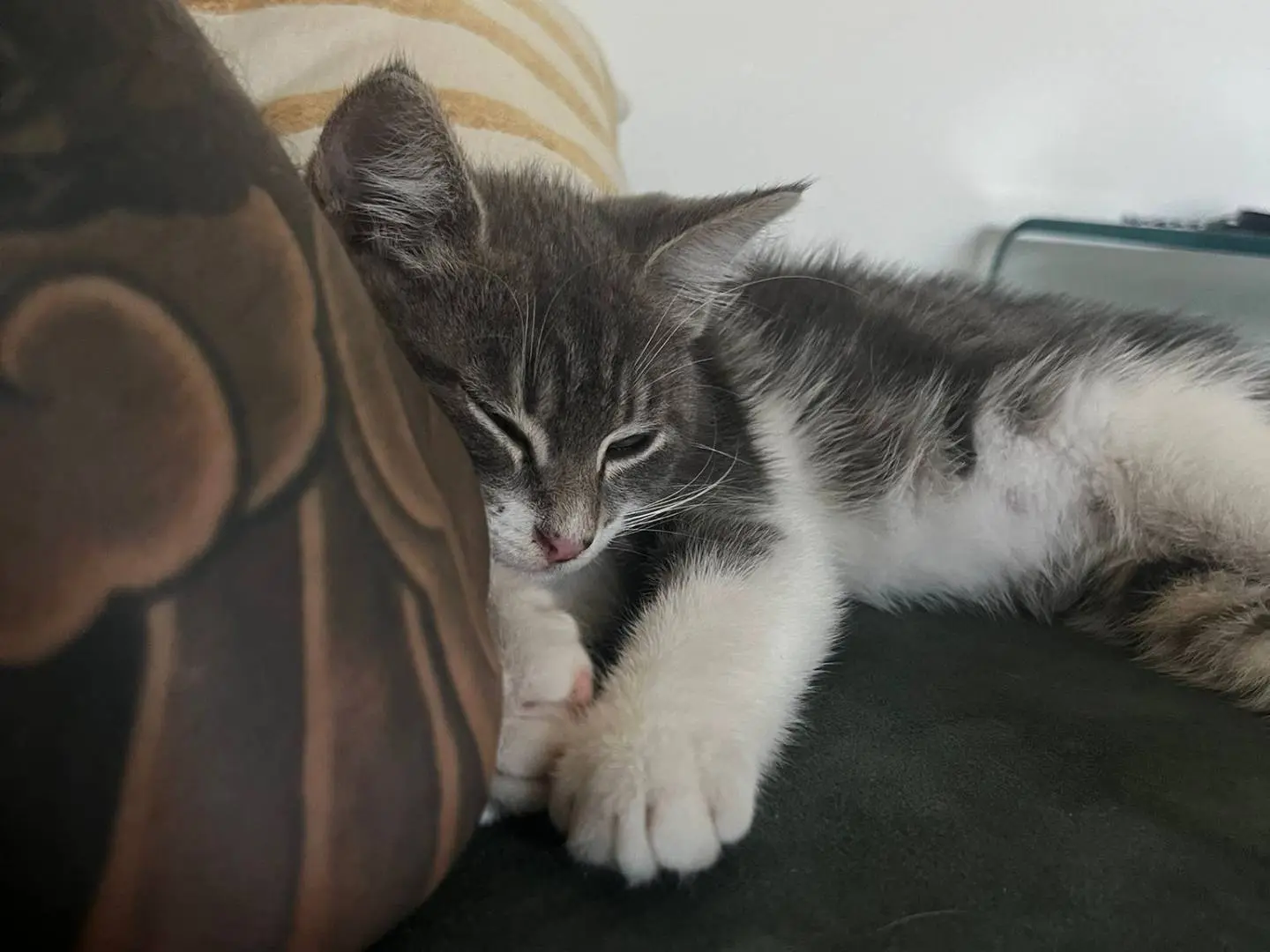 Adotta un gatto, maschio, 1 anno e 2 mesi, Salerno