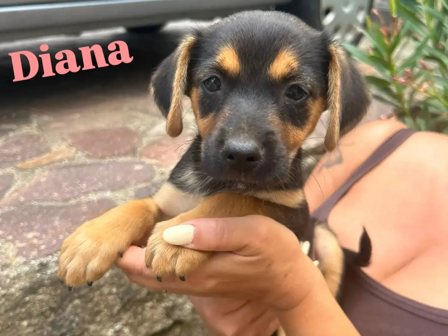 Adozione cane, femmina, Razza sconosciuta Razza sconosciuta, 4 mesi, taglia piccola, Catanzaro