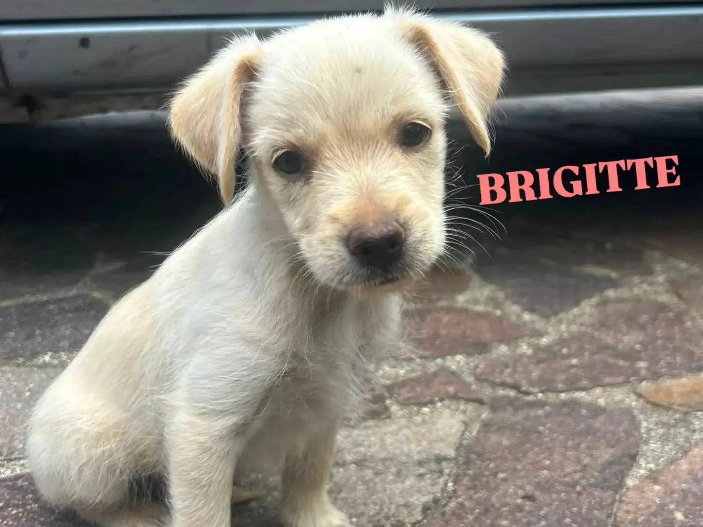 Adotta un cane, femmina, 4 mesi, Catanzaro