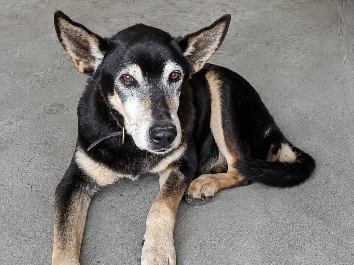 Adozione cane, maschio, Razza sconosciuta Razza sconosciuta, 1 anno e 9 mesi, taglia media, Crotone