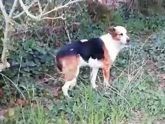 Foto 3 dell'animale