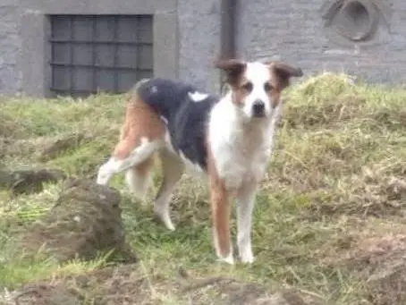 Vuoi adottare un cane a Viterbo?