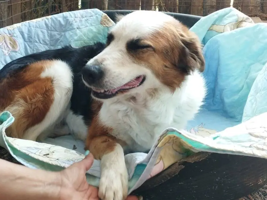 Adotta un cane, taglia media, femmina, Viterbo