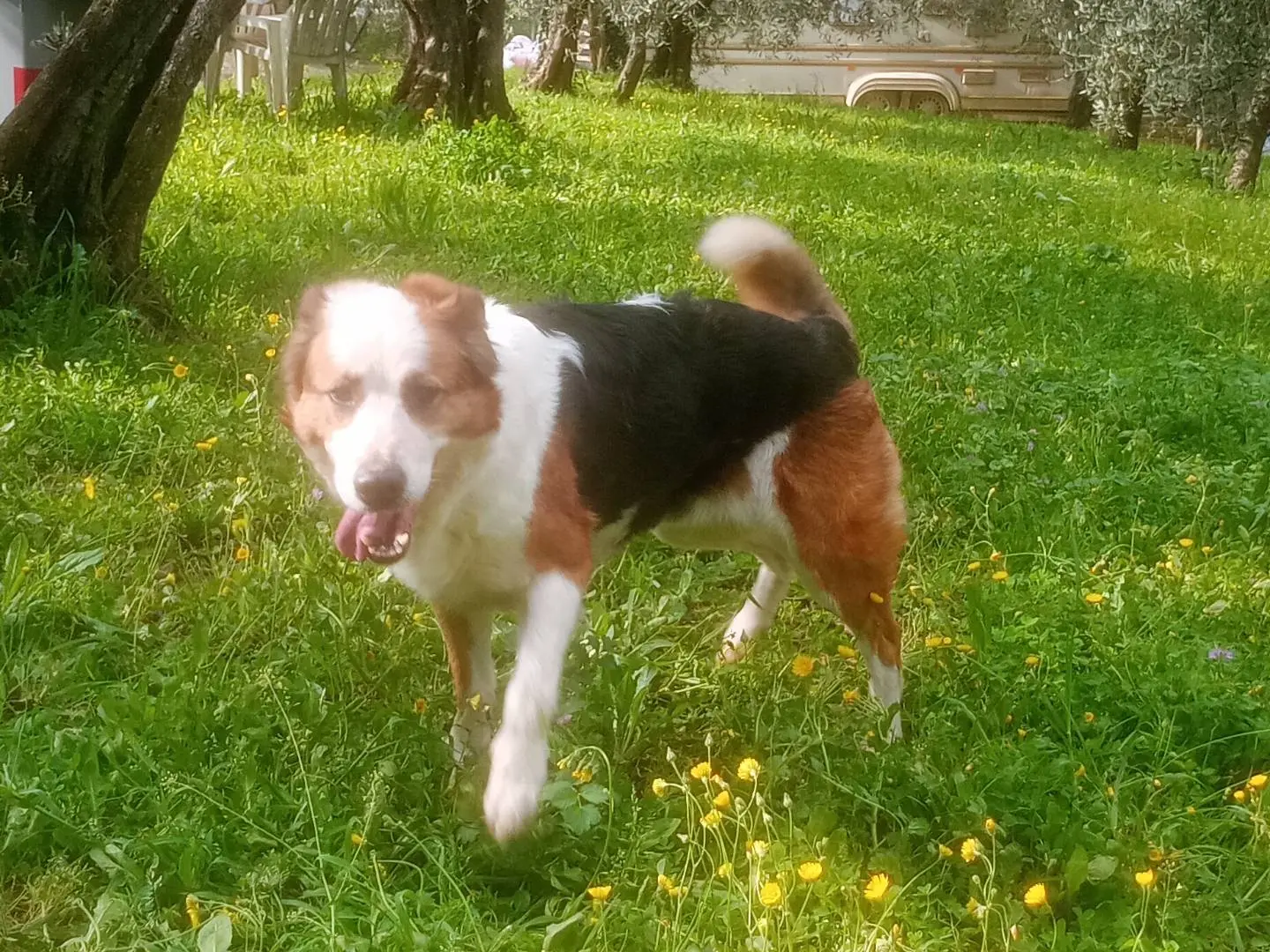 Foto 1 dell'animale