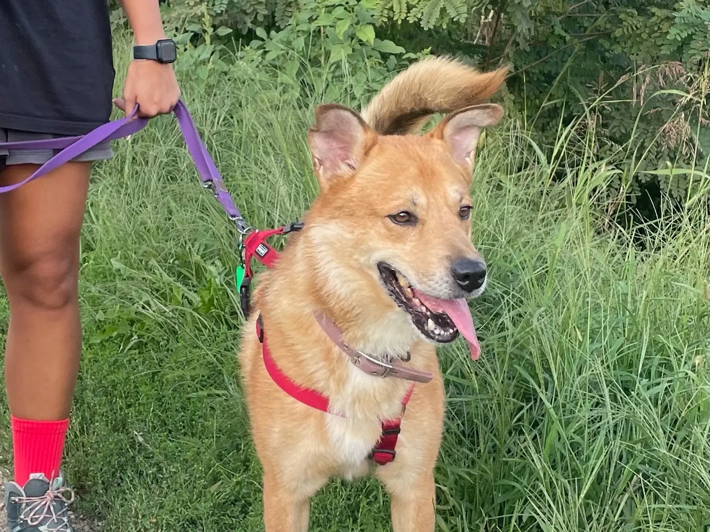 Adotta un cane, maschio, 7 anni e 9 mesi, Milano
