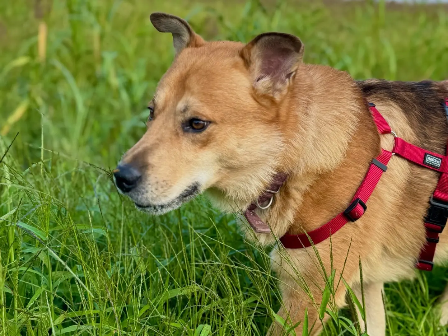 Adotta un cane, taglia media, maschio, Milano